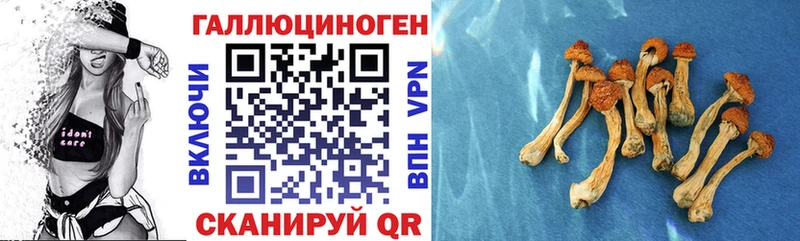 Купить где Североморск Псилоцибиновые грибы Cubensis